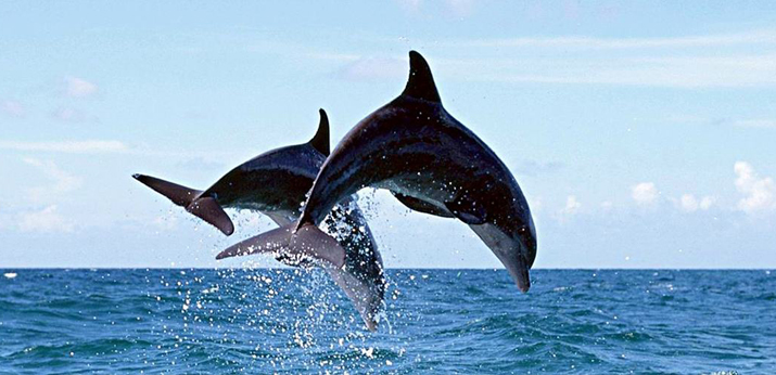 台湾花莲赏鲸一日游