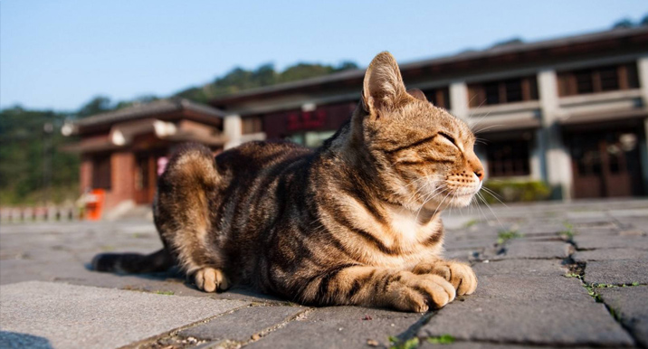 猴硐——一个适合发呆看猫咪的天堂